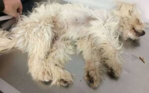 Cane “morto” salvato dal suo angelo custode.