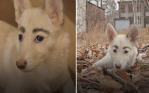 VIDEO: cucciolo randagio con delle sopracciglia viene adottato grazie alla sua particolarità