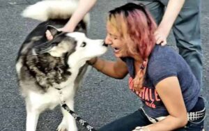 Dopo 2 anni di ricerche, si riunisce con l’husky che le era stato rubato durante la chemioterapia