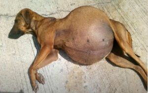 Cagnolina con enorme pancione faceva fatica a muoversi e respirare, non era incinta