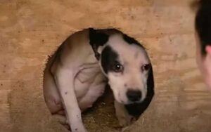 Pitbull incinta mancavano pochi giorni al parto mandata sul ring a combattere