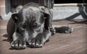 Quando fai queste cose spezzi il cuore del tuo cane