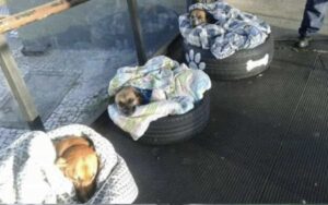 Nei pressi di una stazione di autobus, tre cani sono stati abbandonati alla fame e al freddo