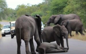 Un cucciolo di elefante collassa in mezzo alla strada, la sua famiglia interviene per salvarlo