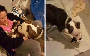 Questa donna è sorpresa quando la sua pitbull adottata le mette in braccio i suoi 11 cuccioli