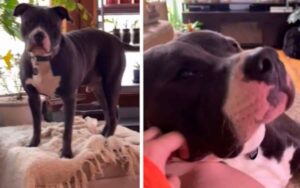 Pitbull che cresce con i gatti “fa le fusa” ogni volta che il suo padrone lo accarezza (VIDEO)