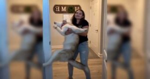 Cucciolo di Husky si dispera ogni volta che sua mamma prova a fargli il bagno (VIDEO)