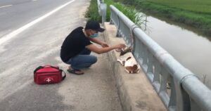 Cucciolo viene legato ad un ponte e abbandonato in una strada trafficata