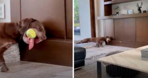 Cucciolo di cane si addormenta con il suo gioco in bocca (VIDEO)