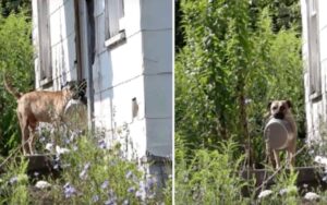 Cagnolino randagio porta la sua ciotola di cibo ovunque