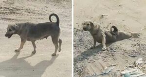 Il Cucciolo di cane finge di essere malato per far fermare l’autista (VIDEO)