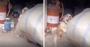 Cucciolo di cane aiuta il suo proprietario a spostare un sacco molto pesante (VIDEO)