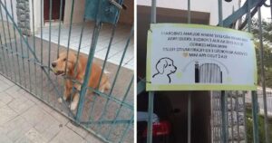 Golden Retriever lancia la palla fuori dal cancello affinché i passanti giochino con lui