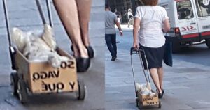 Donna porta a spasso il suo cucciolo pigro con una scatola con le ruote