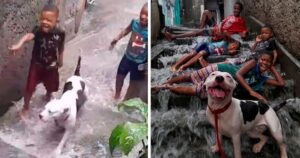 Pitbull gioca con dei bambini nel bel mezzo di una tempesta e diventano virali (VIDEO)