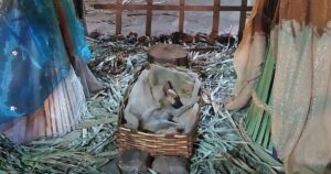 Donna sorpresa nel vedere chi aveva trovato rifugio nel presepe della piazza