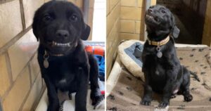 Cucciolo di labrador sorride ai passanti per farsi adottare