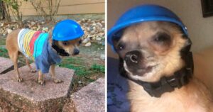 Dude, il cane che indossa un casco per non far aprire la propria testa a causa di un problema fisico