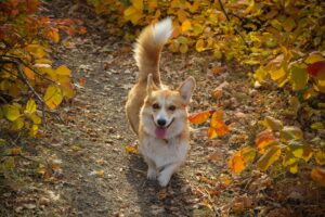 Sapete cosa significa quando il vostro cane scodinzola verso sinistra?