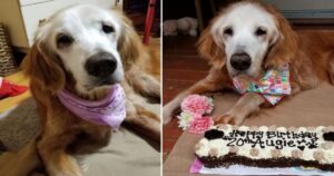 Golden Retriever più anziano del mondo festeggia i suoi 21 anni