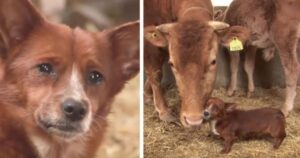 VIDEO: Cucciolo piange quando decidono di vendere la mucca che lo ha allevato da quando era piccolo