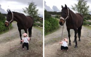 “Cucciolo d’uomo” conduce un cavallo, destando le preoccupazioni degli utenti