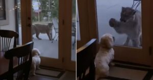 Cucciolo di cane coraggioso  protegge la sua casa da un enorme leone montagna