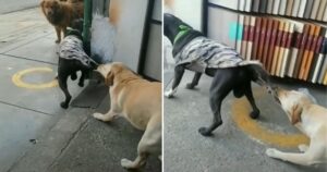 Cucciolo di cane strattona i vestiti del suo amico per evitare che litighi con un altro cane