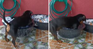 Cucciolo di cane viene sorpreso a lavare i panni con le zampe in una vasca (VIDEO)