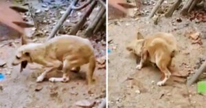 Cucciolo di cane guardato per la prima volta era paralizzato ignorato, sorride