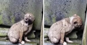 Cucciolo di cane  congelato dopo essere stato gettato in strada durante una notte piovosa