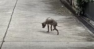 Cucciolo di cane stavano preparando la borsa per il suo corpo, cercava di stare in piedi