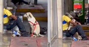 Cucciolo di cane abbraccia un senzatetto per confortarlo la scena è commovente