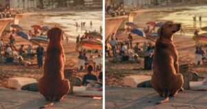 Il cucciolo è stato catturato mentre guardava il tramonto su una spiaggia