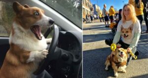 15 foto in cui i cani Corgis sono stati eccentrici e adorabili