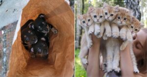 15  cuccioli la cui troppa dolcezza potrebbe farti dire un “Awww” involontario