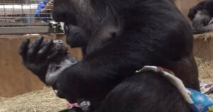 La mamma Gorilla ha partorito dal vivo, poi inonda il suo cucciolo di baci e abbracci