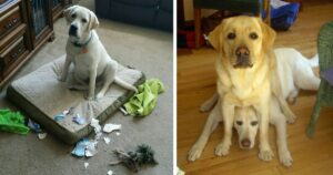 15 motivi per cui i labrador sono in realtà i peggiori cani con cui convivere