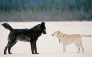 Entrò nel panico quando vide un lupo selvaggio avvicinarsi al suo cane.