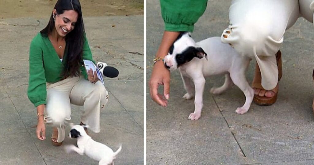 cucciolo vuole attenzioni dalla reporter