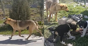 Cane randagio fa molta strada con un piatto di cibo in bocca, lo ha portato ai suoi cuccioli (VIDEO)