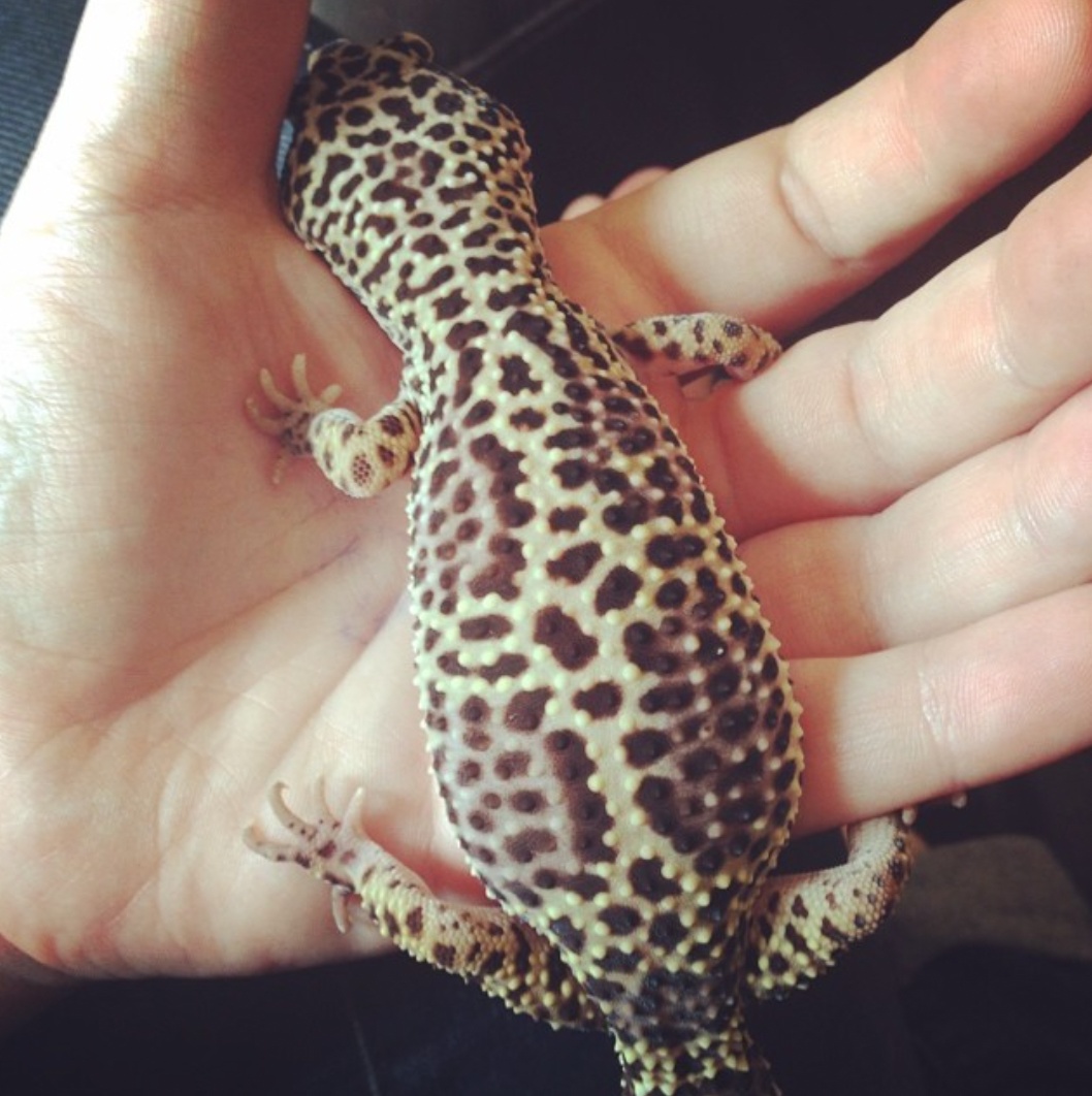 Pregnant leopard gecko