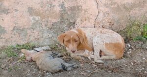 Cane randagio chiede aiuto ai passanti per il suo cucciolo morente (VIDEO)