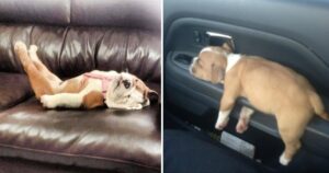 15 Foto di cani esilaranti che possono dormire ovunque e in qualsiasi posizione