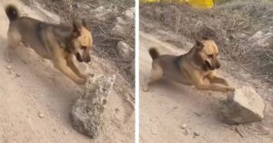 Cucciolo di cane randagio trasforma il masso enorme che ha trovato per strada nel suo giocattolo preferito