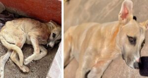 Cucciolo di cane di strada ha avuto una vita piena di tristezza, è stato adottato dalla miglior famiglia