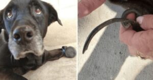 Cane anziano piange di dolore per aver camminato su delle unghie lunghissime per molto tempo