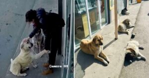 La telecamera riprende una donna che si ferma da alcuni cani randagi per mostrare qualcosa loro