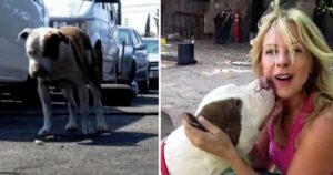 Il cane “violento” è marcito per le strade, ora non riesce a smettere di ringraziare i suoi soccorritori