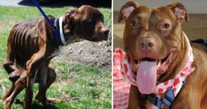 La triste storia di Patrick, il Pitbull gettato nella spazzatura, stava per morire